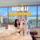 아일로사 | [공지] 제주 동쪽 애견동반 대형견 가능 숙소 아일로사 후기