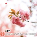 완산-17 | 전주 겹벚꽃 명소 완산칠봉꽃동산 실시간 개화현황 데이트코스