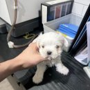천안 강아지분양 고양이분양 파라다이스펫본점 네이버블로그