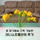 프리지어 | 꽃 정기배송 정기구독 가능한 어니스트플라워 추천인 후기 프리지아 꽃말 프리지어