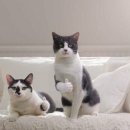 다원 맛칼국수 이미지