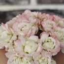 빛으로부터..(fr 이미지