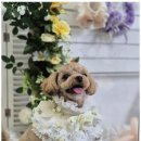 우리동네 펫샵 이미지