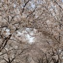 금천둔치
(방범대옆) | 안양천 벚꽃길 완벽 가이드 | 명소·맛집·개화 정보 총정리 2026