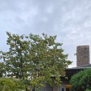 나무와 해(海) 이미지