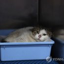 DK동물병원 이미지