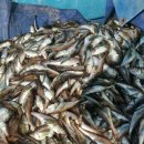 코레일낙산연수원 야영장 이미지