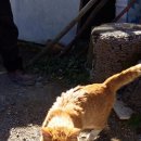 냥이파파 이미지