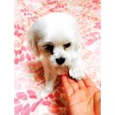 페티즈(petis) 네이버블로그