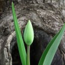 BUD 이미지