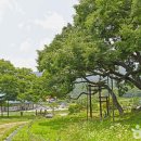 수안보면 물탕1길 9, (온천리) | [충청북도 괴산군] 괴산 오가리 느티나무