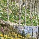 [벚꽃 예약] 🌸 2026 화담숲 벚꽃 예약 성공! 13,000번 대기 뚫고 4월 첫 주 티켓 겟(GET) 한 후기