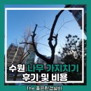 수원 | 수원 나무 가지치기 후기 및 비용