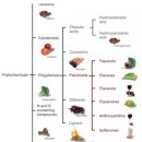킹스헤어 | 킹스파워샴푸 염모제 없이 새치커버 효과 솔직후기