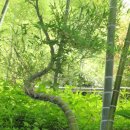 거제자연휴양림 이미지