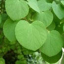 계수나무토끼한마리 이미지