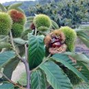 선현농장 이미지