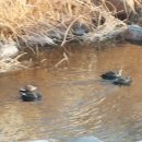 신당교(간이화장실) 이미지