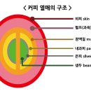 펄프커피