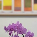 아남농장 이미지