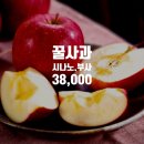 정가는사과농원 | 청송 문경 사과 5kg 10kg 신선한 꿀사과 부사 시나노골드 산지 직송 정담아농원 추천