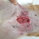 충남종합동물병원 이미지