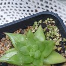 금빛다육