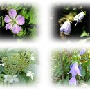 백천계곡 이미지