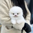 오독안심분양센터 강아지분양 고양이분양 하남점 네이버블로그