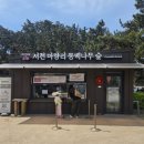 서천 마량리 동백나무숲 4월 말후기｜꽃 끝물에도 더 좋았던 이유