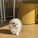 퍼피스토리 이미지