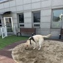 예일동물병원 | 대형견 헌혈 후기 - 건대 부속 동물병원 헌혈센터