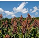 시인의마음 이미지