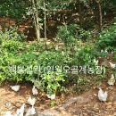 영월동물복지농장 이미지