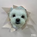 멍지중지 이미지