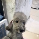 멍멍샤워 이미지