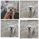 아모르 펫 살롱 이미지