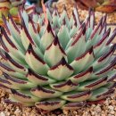 위너스타 이미지