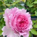 이브농장 이미지