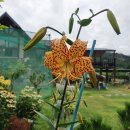 노랑제주 이미지