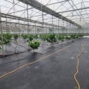 종대농장 이미지