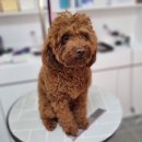 리틀댕댕 이미지