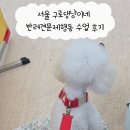 냥이랑 | 서울 구로댕냥이네 반려견문제행동 수업 후기