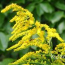 골든13(Golden13) 이미지