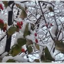 풍기초등학교 이미지