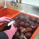 오뚜기건강원