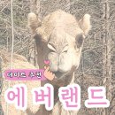 여우목벨리민박 | 놀이동산 데이트 에버랜드 워킹 사파리 후기