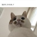 조이네일 네이버블로그