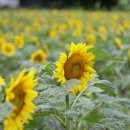 해바라기농장 이미지