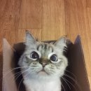 CATS&ME(캣츠 앤 미) 이미지